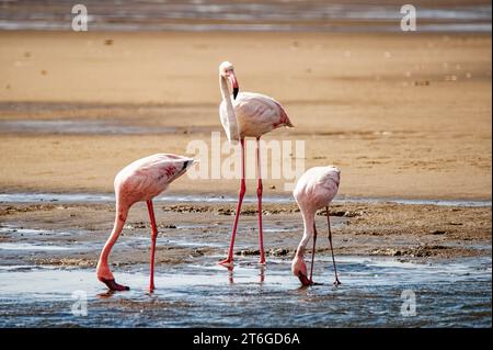 Close-up of flamingos in an Namibian bay Stock Photo