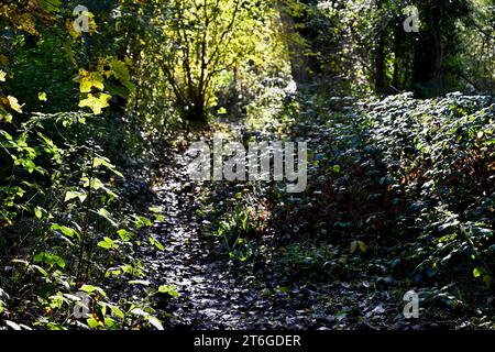 Foots Cray Meadows Nature Reserve, Sidcup, Kent, UK Stock Photo