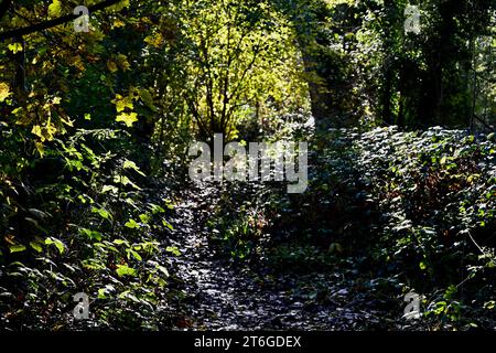 Foots Cray Meadows Nature Reserve, Sidcup, Kent, UK Stock Photo
