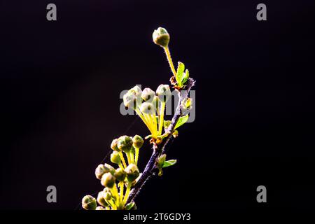 Schlehe (Prunus spinosa) in der Frühlingsblüte Stock Photo