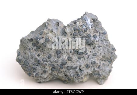 Fossil foraminifera (Nummulites sp.) in calcareous rock (limestone ...