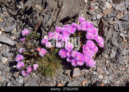 Pink carpet or trailing iceplant (Delosperma cooperi or Mesembryanthemum cooperi) is a creeping succulent plant native to South Africa and naturalized Stock Photo