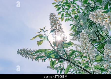 Beautiful spring background - branches of blooming bird cherry. White spring flowers. Selective focus. Stock Photo