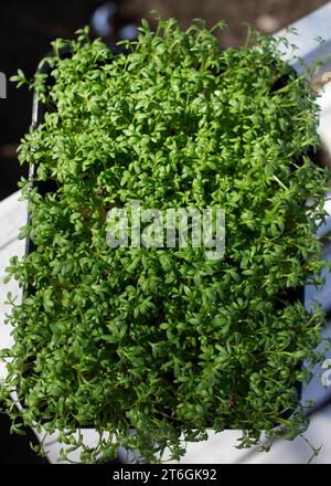 container with lushly sprouted microgreen sprouts. Microgreen sprouts for healthy vegan cooking. Super food home grown. Vertical. Selective focus Stock Photo