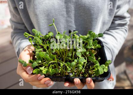woman farmer holds a container with sprouted sunflower microgreen sprouts. Microgreen seedlings illuminated by sunlight. Microgreen sprouts for health Stock Photo