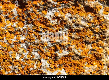 Lichens are a mutualistic partnership between algae and fungus and one of the first lifeforms to establish a foothold on dry land. Stock Photo