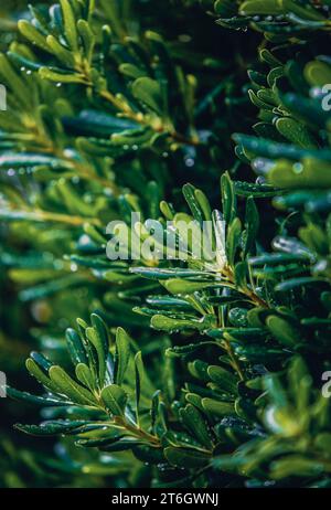 Green Bonsai Podocarpus Macrophyllus (known as yew plum pine) plant growing in Croatia Stock Photo