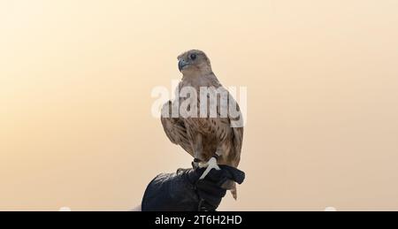 man holding White and Beige Falcon with a leather glove.Falconry is the hunting of wild animals in their natural state and habitat by means of a train Stock Photo