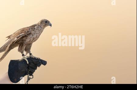 man holding White and Beige Falcon with a leather glove.Falconry is the hunting of wild animals in their natural state and habitat by means of a train Stock Photo