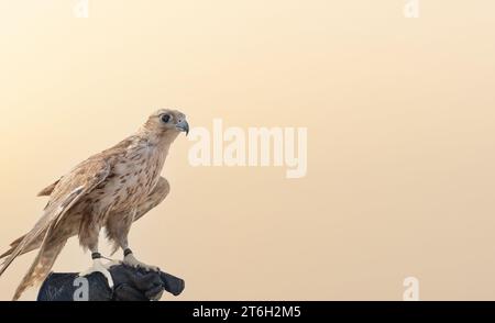 man holding White and Beige Falcon with a leather glove.Falconry is the hunting of wild animals in their natural state and habitat by means of a train Stock Photo