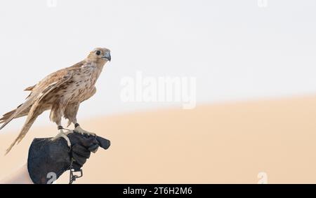 man holding White and Beige Falcon with a leather glove.Falconry is the hunting of wild animals in their natural state and habitat by means of a train Stock Photo