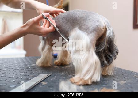 Pet groomer cutting hair with scissors. Professional animal grooming service. Little Yorkshire terrier dog being groomed Stock Photo