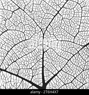 Leaf vein texture abstract background with close up plant leaf cells ornament texture pattern. Black and white organic macro linear pattern of nature Stock Vector