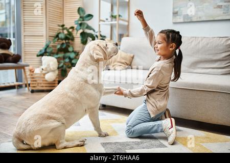 elementary age girl smiling and playing with labrador in modern living room, kid giving treat to dog Stock Photo