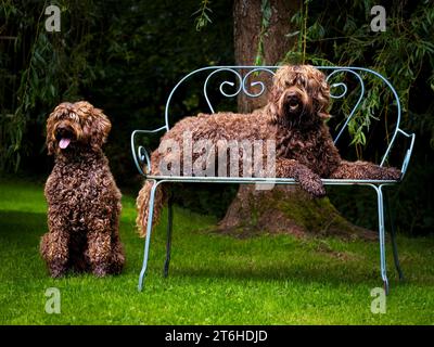 Australian Labradoodles (ALD) Stock Photo