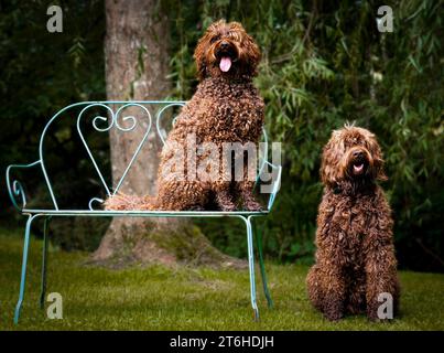 Australian Labradoodles (ALD) Stock Photo