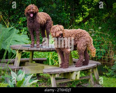 Australian Labradoodles (ALD) Stock Photo