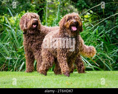 Australian Labradoodles (ALD) Stock Photo