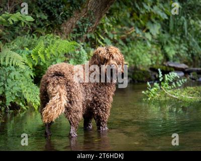Australian Labradoodle (ALD) Stock Photo