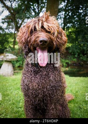 Australian Labradoodle (ALD) Stock Photo