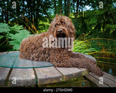 Australian Labradoodle (ALD) Stock Photo