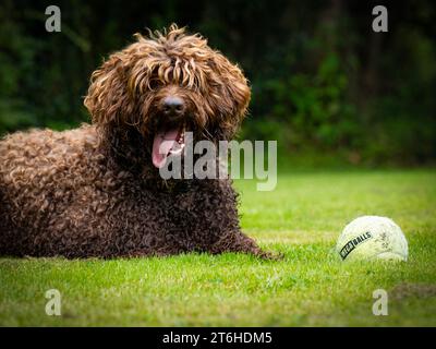 Australian Labradoodle (ALD) Stock Photo