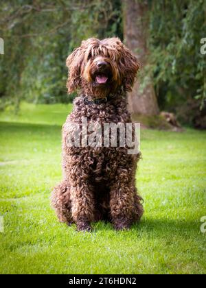 Australian Labradoodle (ALD) Stock Photo