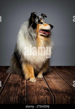 Rough Collie dog studio Portrait Stock Photo