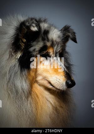 Rough Collie dog studio Portrait Stock Photo