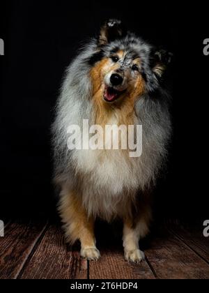 Rough Collie dog studio Portrait Stock Photo