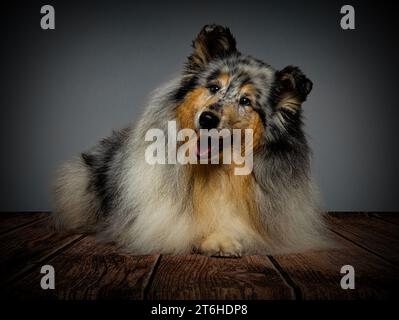 Rough Collie dog studio Portrait Stock Photo