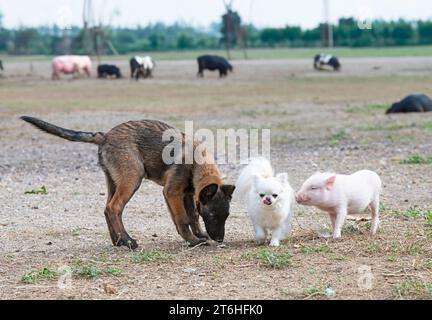 piglet, chihuahua and malinois in front of farm Stock Photo