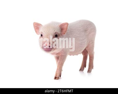 pink miniature pig in front of white background Stock Photo