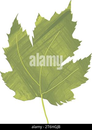 Green dry Maple leaves, autumn- great for website, e-mail, greeting card, presentation, postcard, book, t-shirt, sweatshirt, sticker, cricut Stock Vector