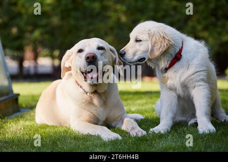 Two canine friends. Portrait of two happy dogs together in backyard. Senior labrador retriever and puppy of golden retriever resting in grass. Stock Photo