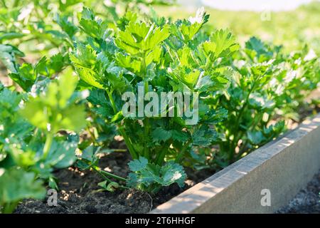 Close-up celery plant growing in a garden bed Stock Photo