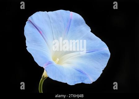 Morning glory, Ipomoea tricolor, flower isolated against black Stock Photo