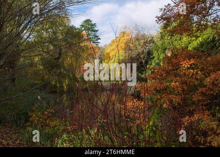 Edinburgh: stunning autumn colours around the Willow Pond in the Royal Botanic Garden, notably the bronze of the endangered Dawn Redwood on the right. Stock Photo