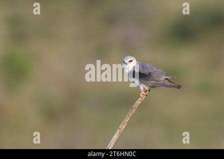 Black kite in its natural habitat in Spain Stock Photo - Alamy