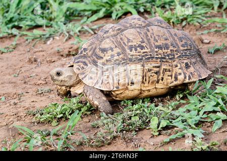 Leopard tortoise (Stigmochelys pardalis), Kwazulu Natal Province, South Africa Stock Photo