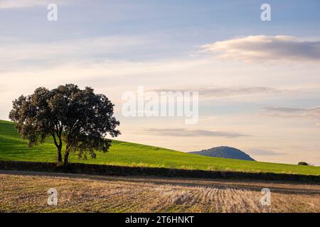 Agricultural landscape during autumn in the province of Lleida in Catalonia in Spain Stock Photo