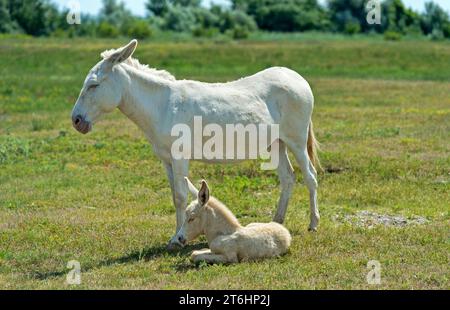 Mare with foal of the Austro-Hungarian White Baroque Donkey (Equus asinus asinus), Fertö Cultural Landscape, Hungary. Stock Photo