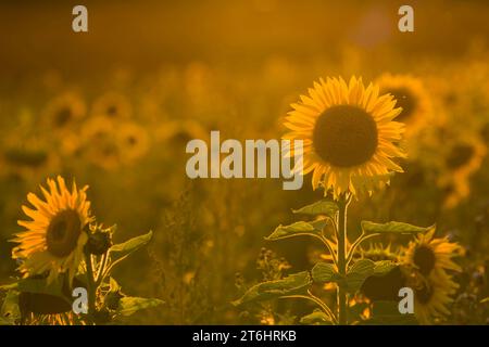 Sunflowers (Helianthus annuus) glow in the evening sun, backlight, Germany Stock Photo