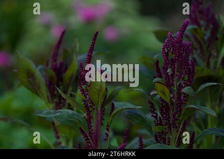 dark red inflorescences of Prince-of-Wales feather (Amaranthus hypochondriacus), Germany Stock Photo
