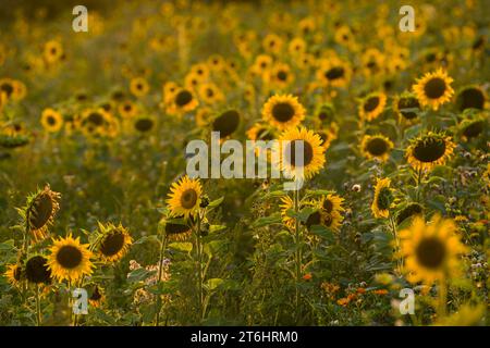 Sunflowers (Helianthus annuus) in a field, evening light, Germany Stock Photo