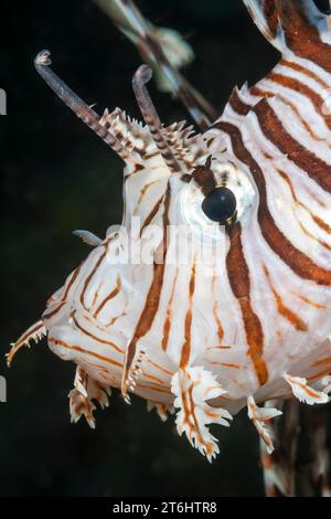 Common Lionfish, Pterois volitans, Raja Ampat, West Papua, Indonesia Stock Photo