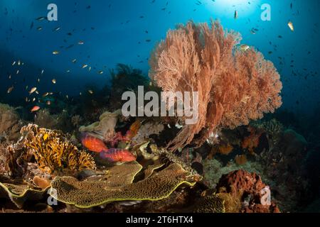 Colored Coral Reef, Raja Ampat, West Papua, Indonesia Stock Photo