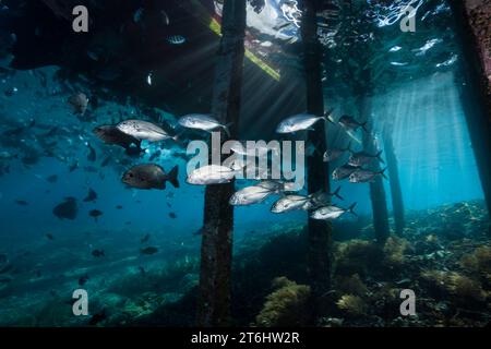 Schooling Bigeye Trevally under Jetty, Caranx sexfasciatus, Raja Ampat, West Papua, Indonesia Stock Photo