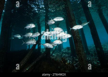 Schooling Bigeye Trevally under Jetty, Caranx sexfasciatus, Raja Ampat, West Papua, Indonesia Stock Photo