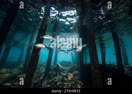 Schooling Bigeye Trevally under Jetty, Caranx sexfasciatus, Raja Ampat, West Papua, Indonesia Stock Photo